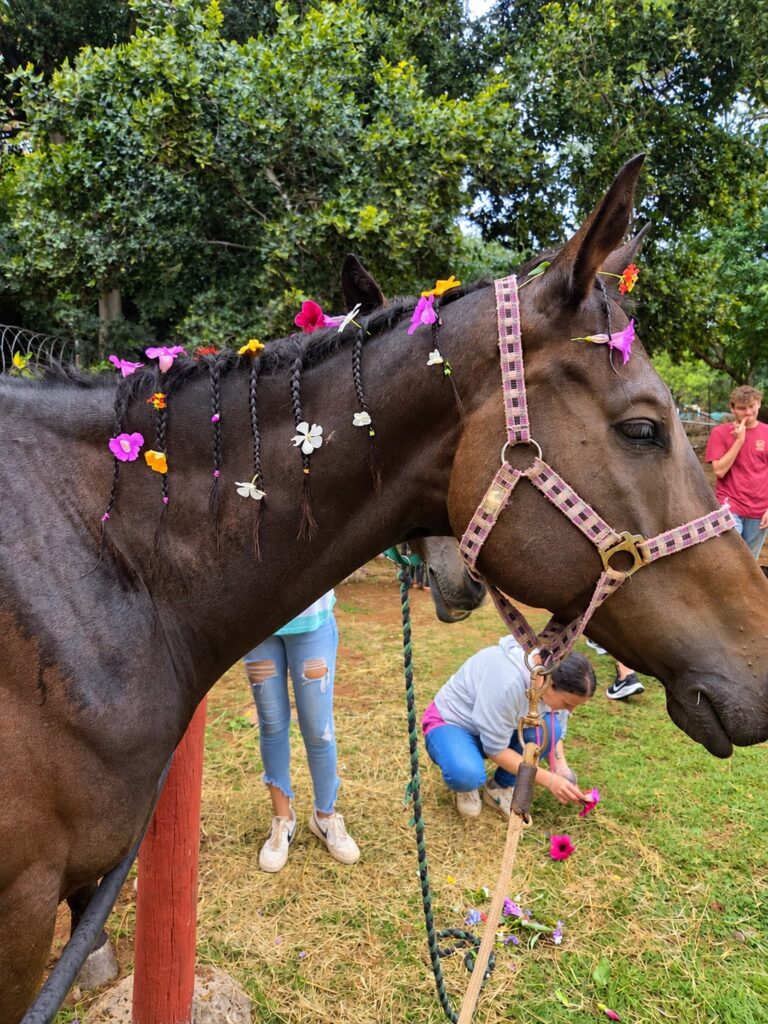 Equine Therapy 4