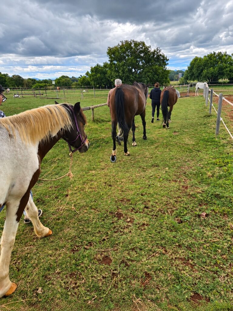 Equine Therapy 6
